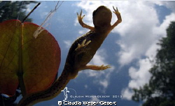 let's do the" crocodile rock".... by Claudia Weber-Gebert 